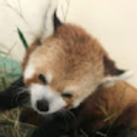 Meet your Posher, Sarah - Picture 1 of 1